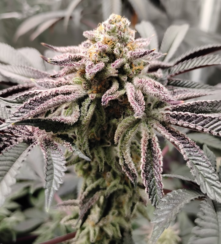 Image #3 from TIM R.