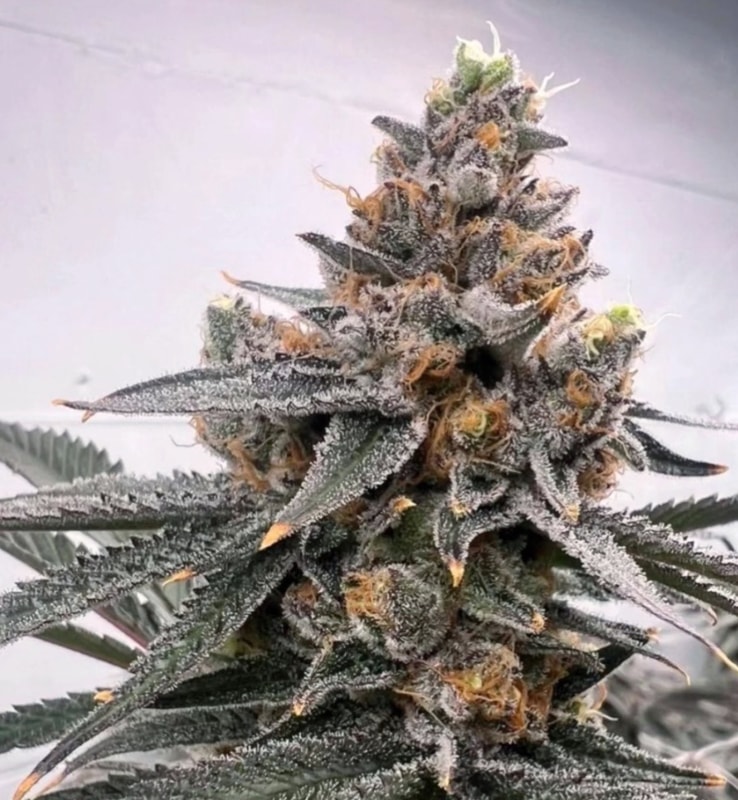 Image #1 from Anonymous