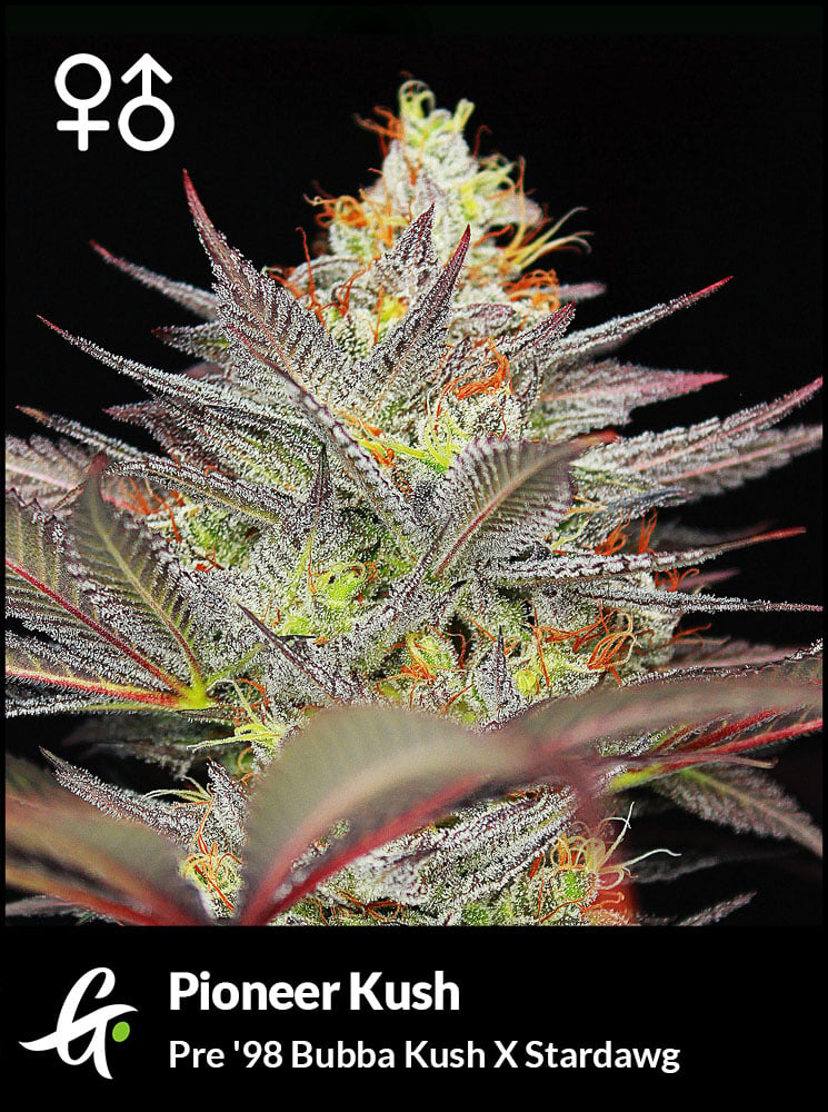 Pioneer Kush cannabis seeds