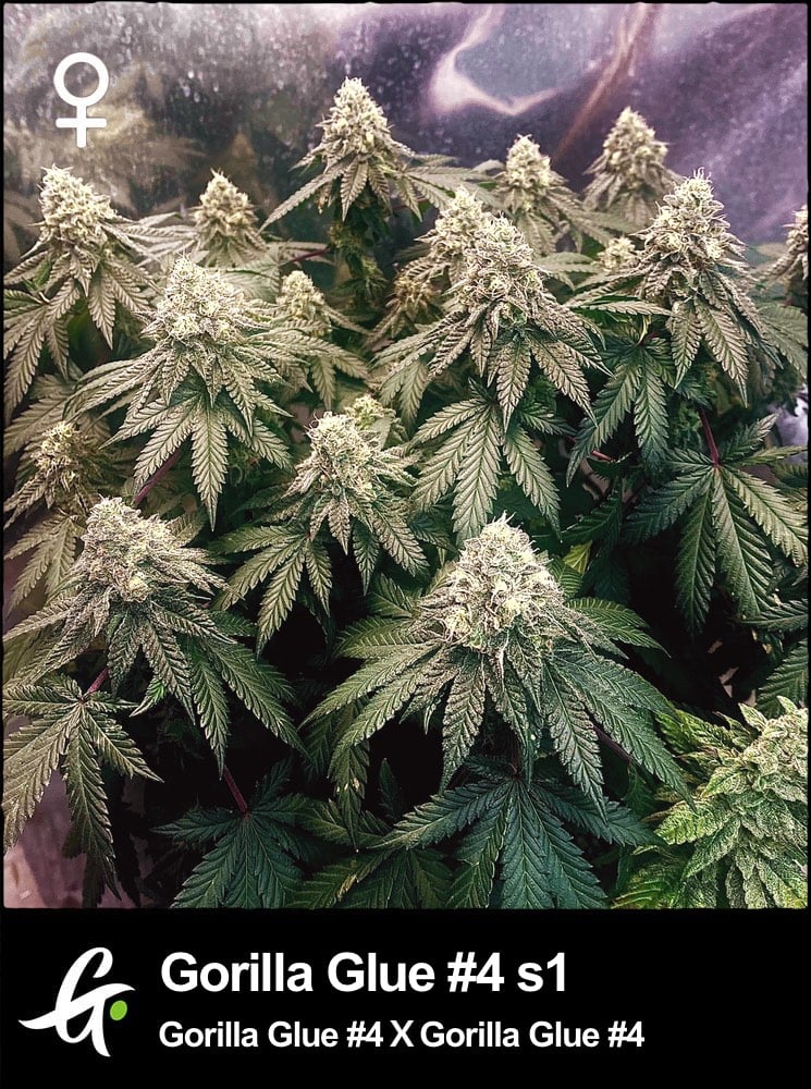 Gorilla Glue #4 S1