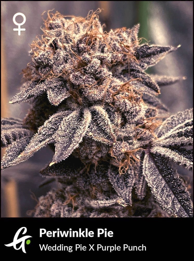 Flowering Periwinkle Pie strain by Greenpoint Seeds