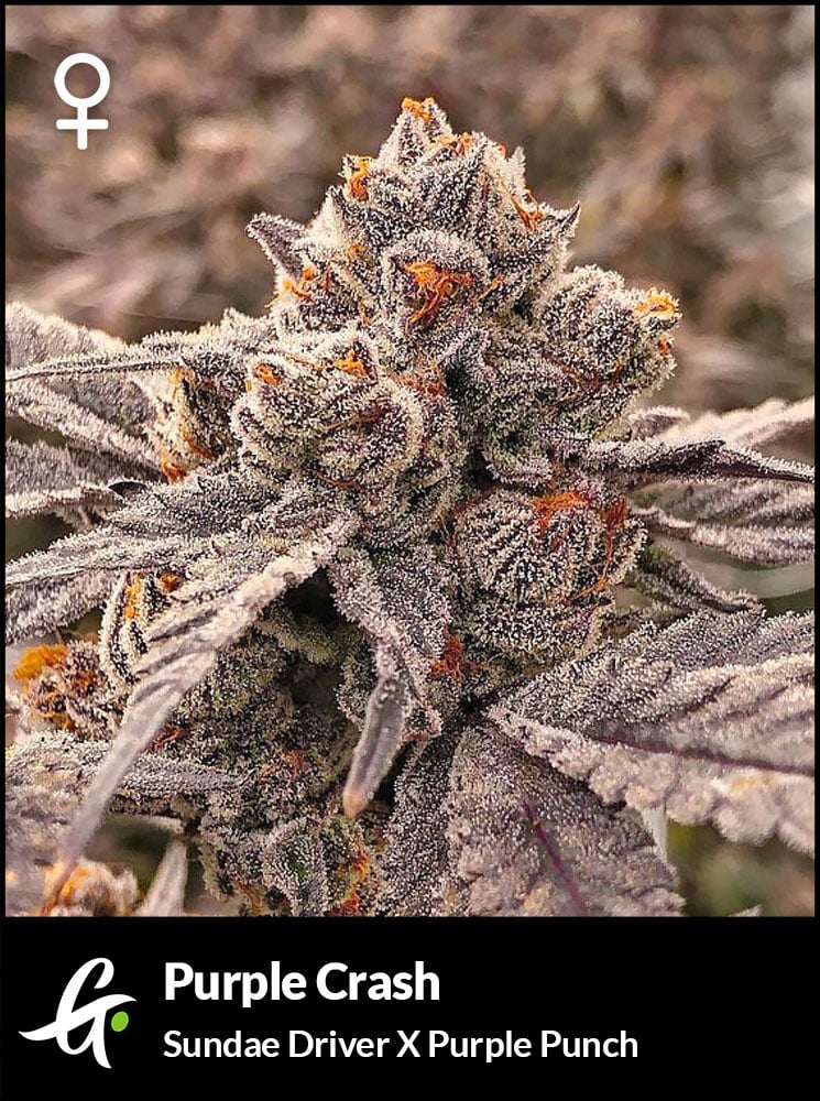 Flowering Purple Crash strain