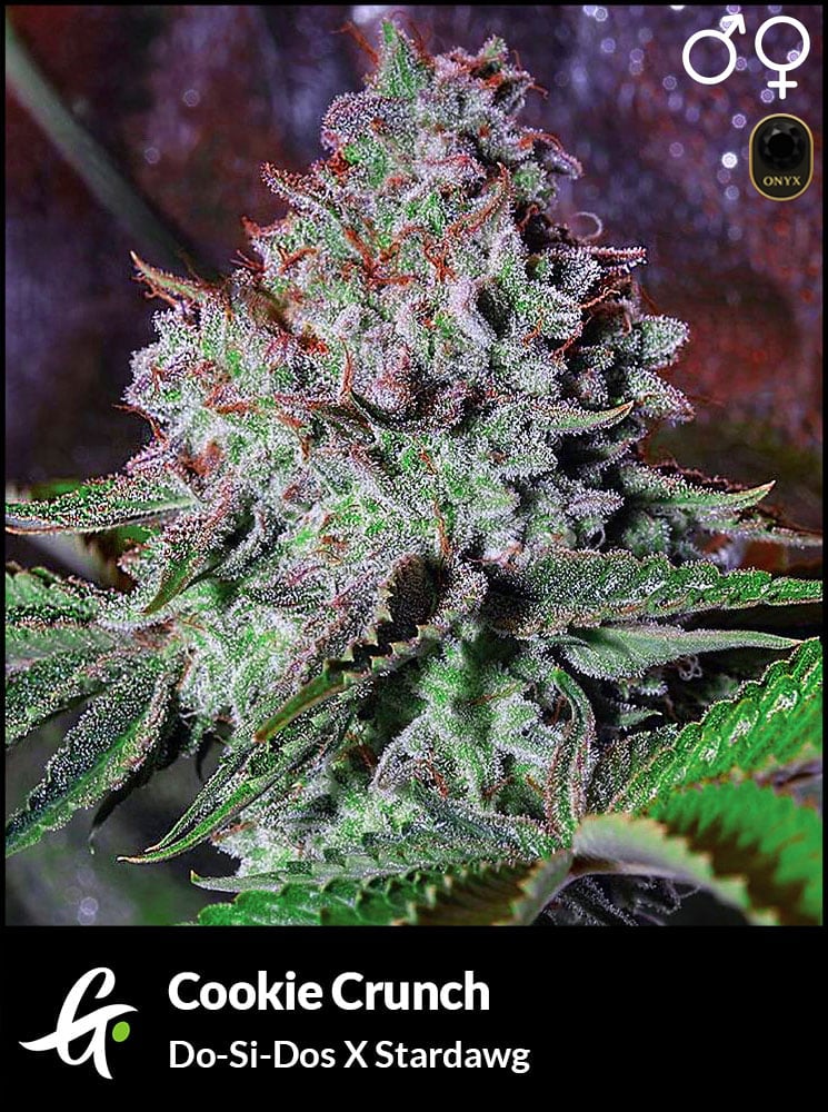 Cookie Crunch