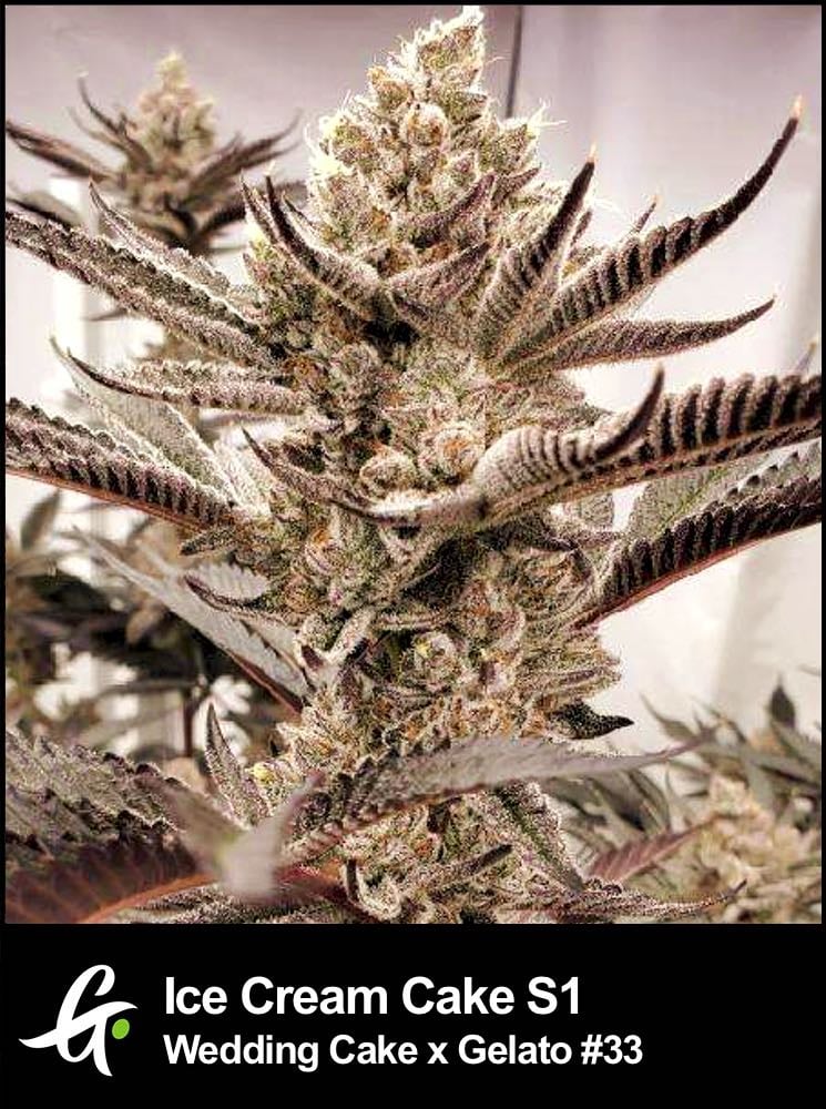 Trichome-Heavy Ice Cream Cake S1 Cannabis Buds