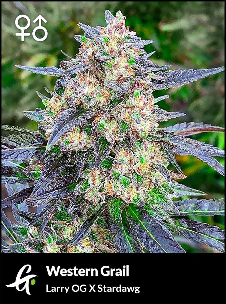 Western Grail cannabis strain
