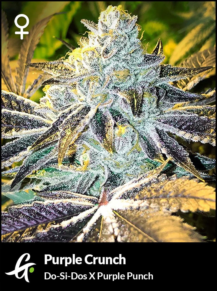 Purple Crunch