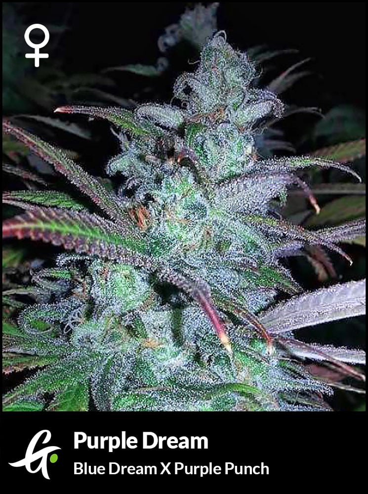 Purple Dream