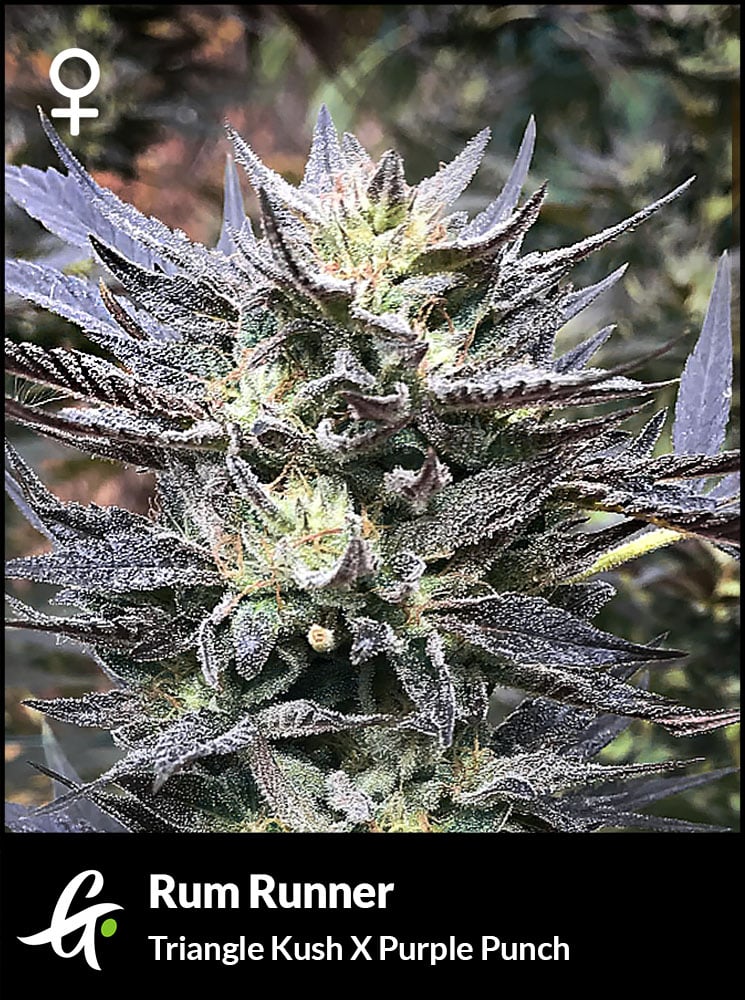 Flowering Rum Runner Strain by Greenpoint Seeds
