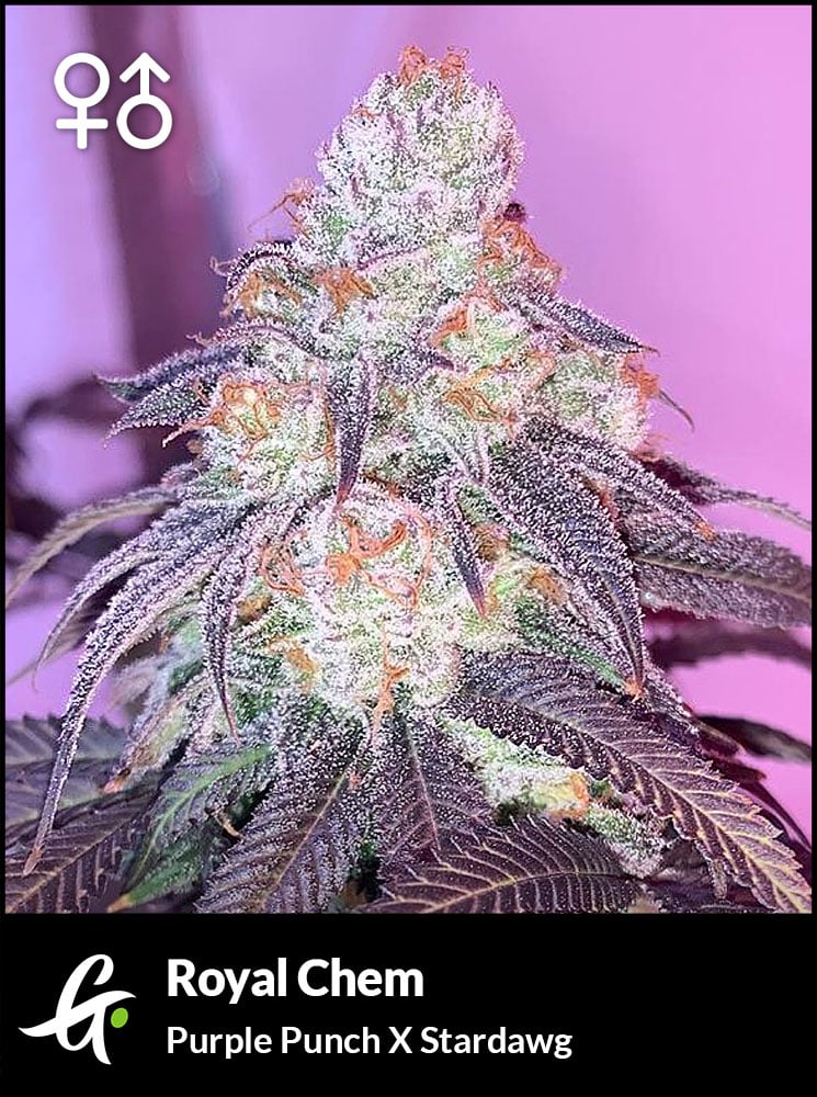 Royal Chem