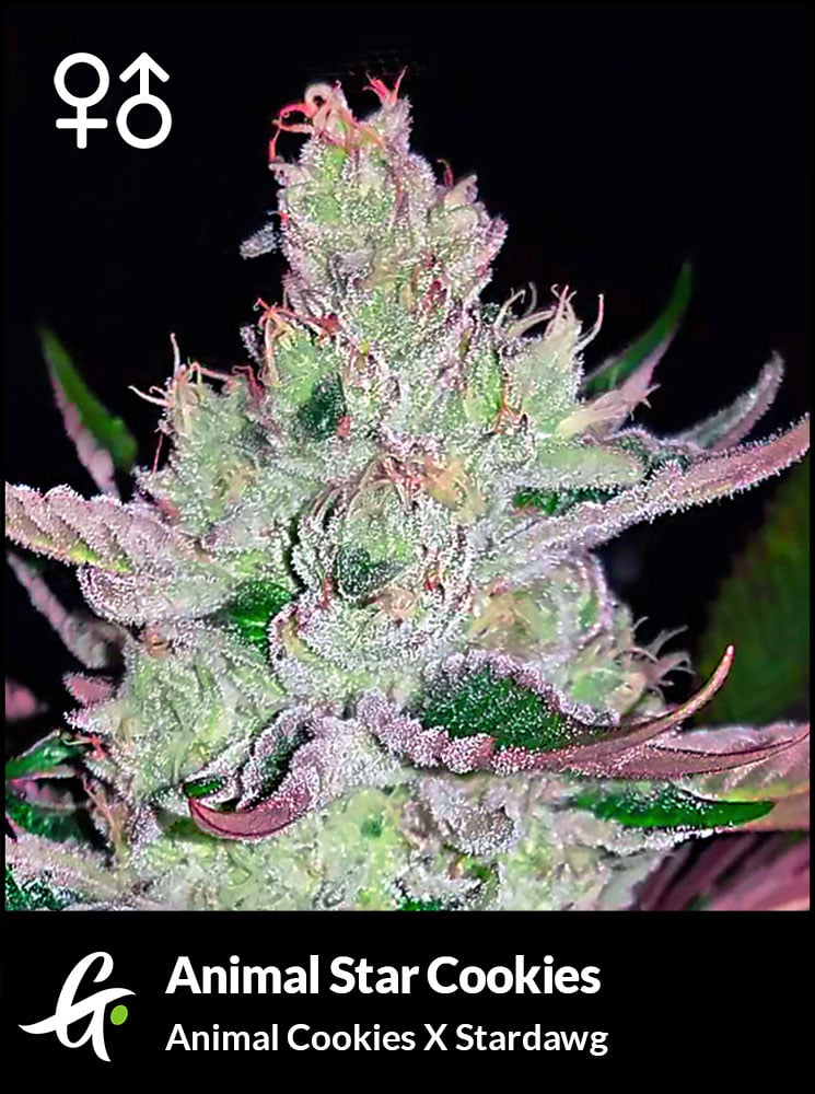 Animal Star Cookies