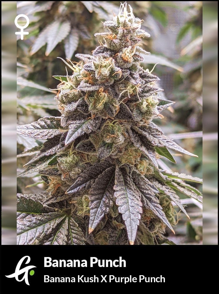 Banana Punch