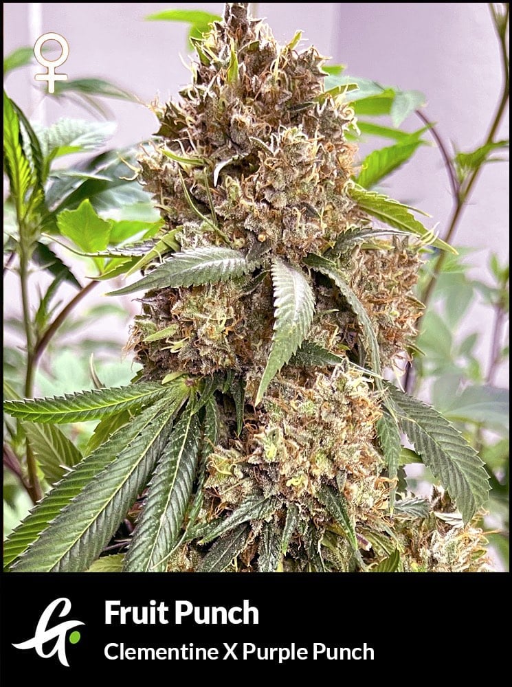 Fruit Punch