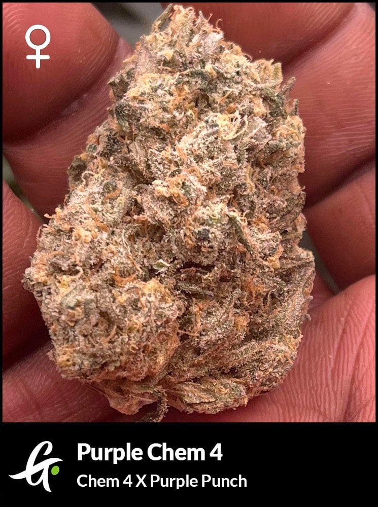Purple Chem 4