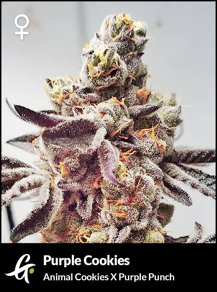 Flowering Purple Cookies Strain by Greenpoint Seeds