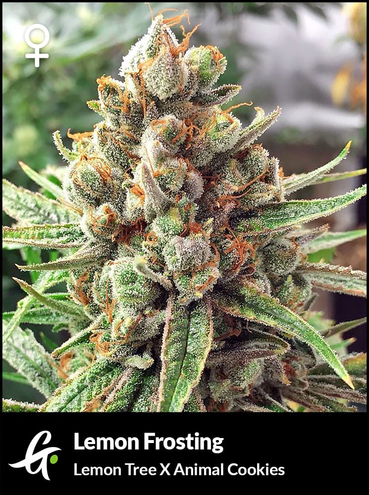 Lemon Frosting