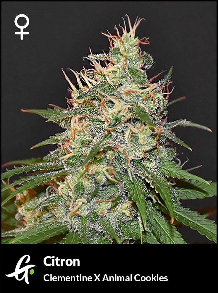Citron cannabis strain