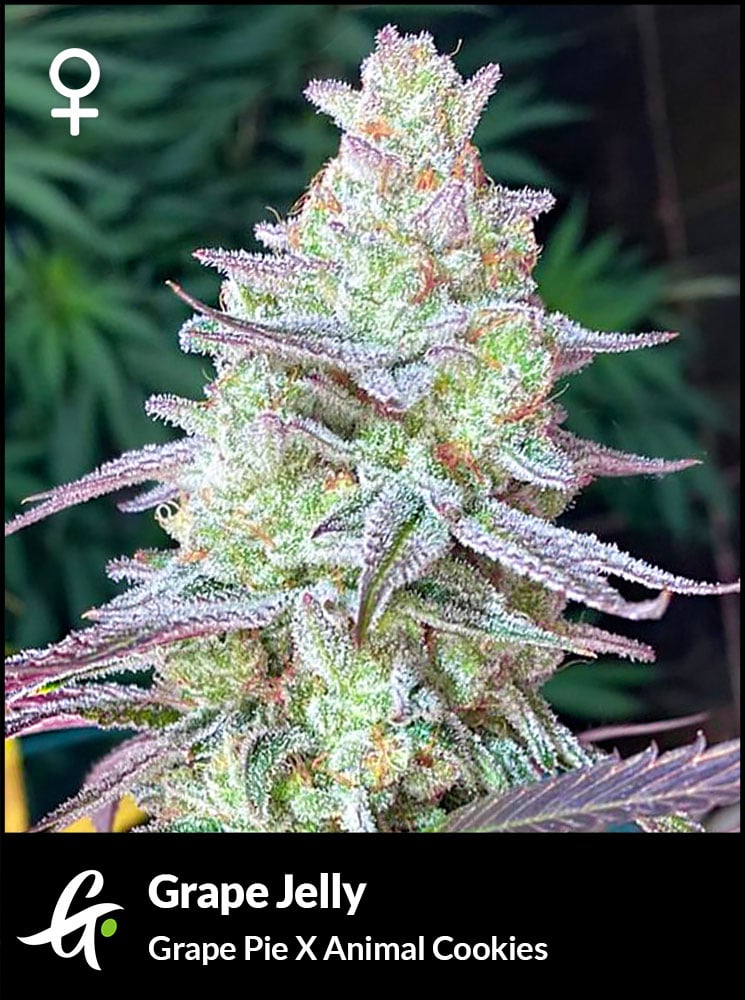 Grape Jelly