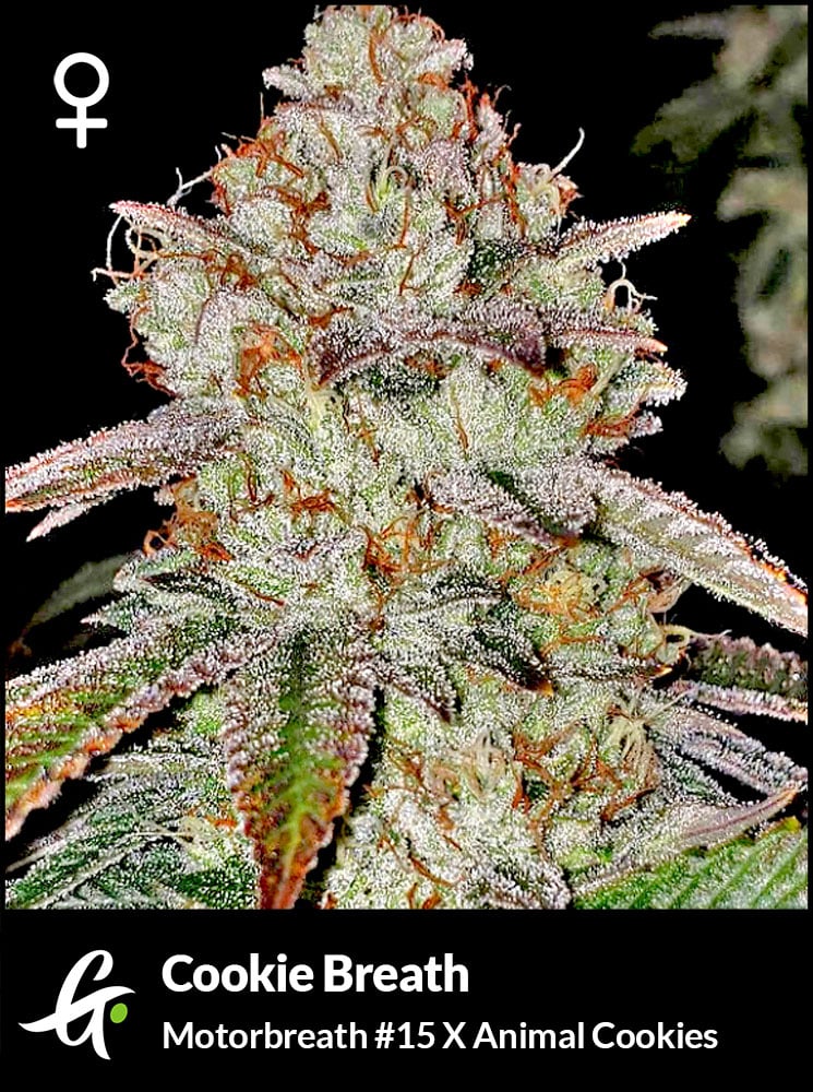 Cookie Breath