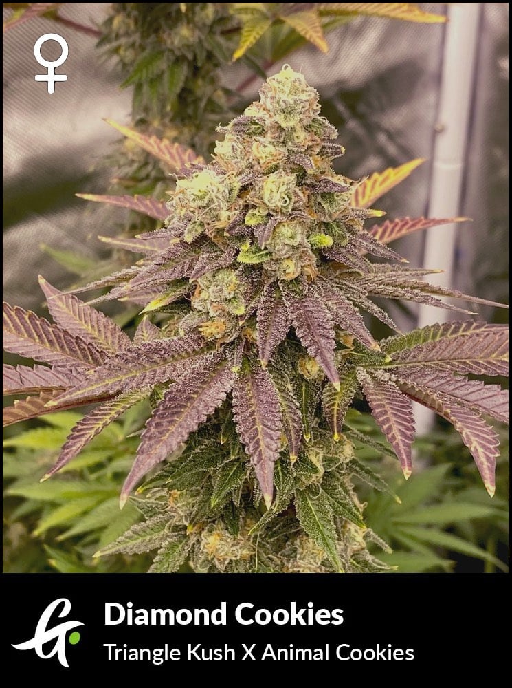 Diamond Cookies
