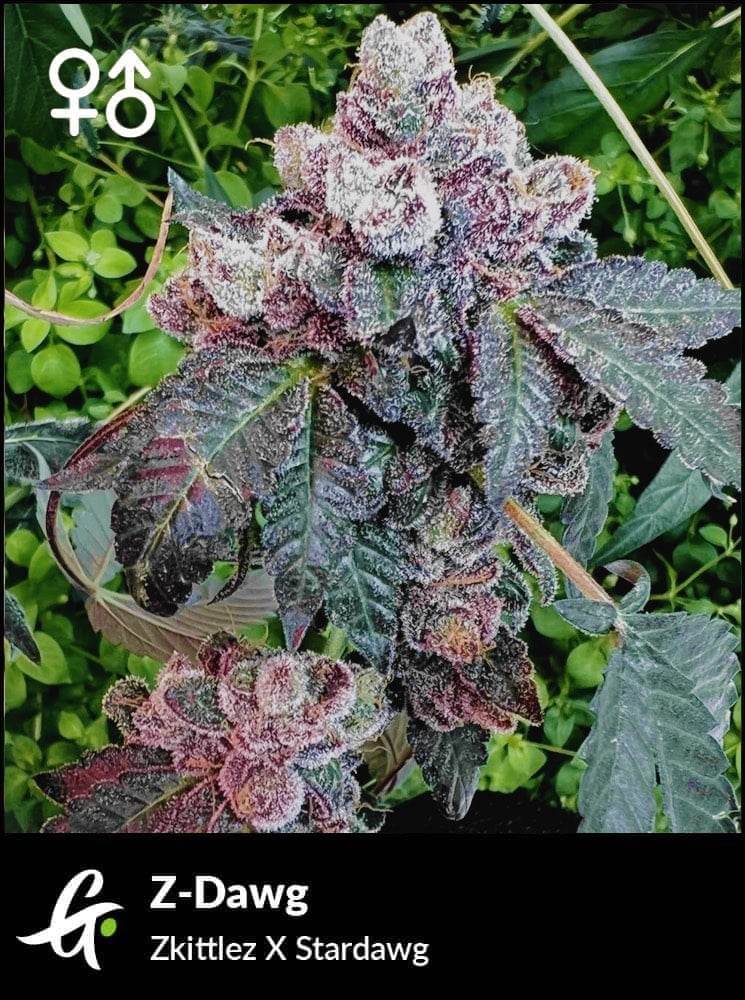 Flowering Z-Dawg strain by Greenpoint Seeds