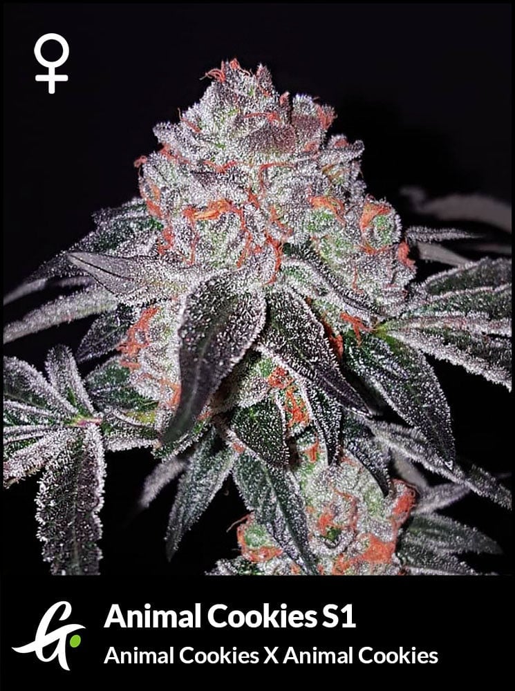 Flowering Animal Cookies strain used in Animal Cookies S1 by Greenpoint Seeds