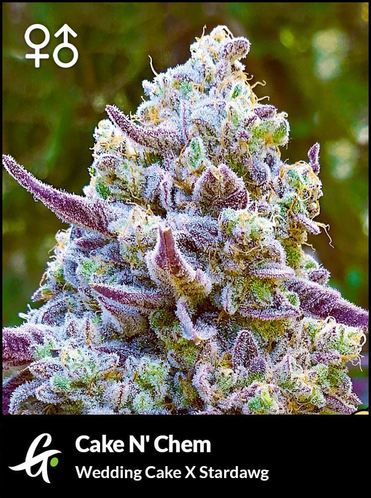 Flowering Wedding Cake cannabis strain used in Cake N' Chem by Greenpoint Seeds