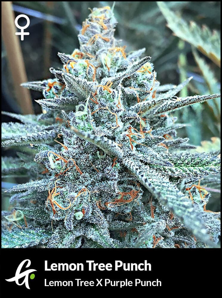 Flowering Lemon Tree cannabis strain used in Lemon Tree Punch by Greenpoint Seeds