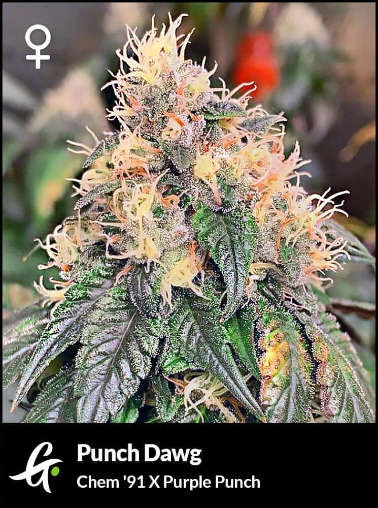 Flowering Chem '91 strain used in Punch Dawg by Greenpoint Seeds