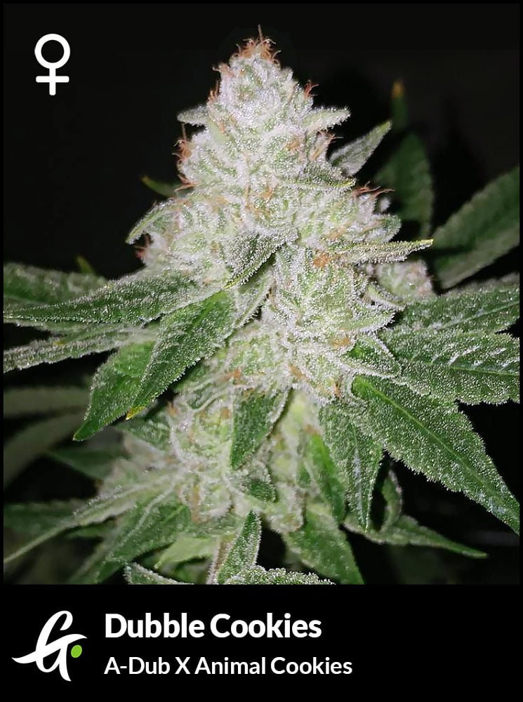 Dubble Cookies