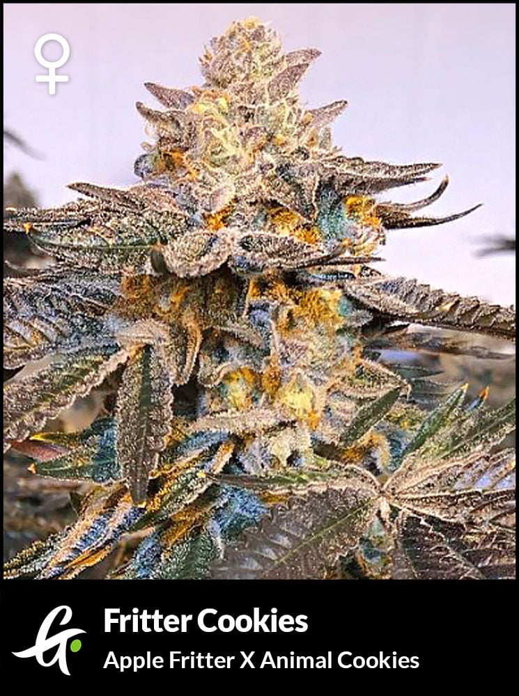 Fritter Cookies