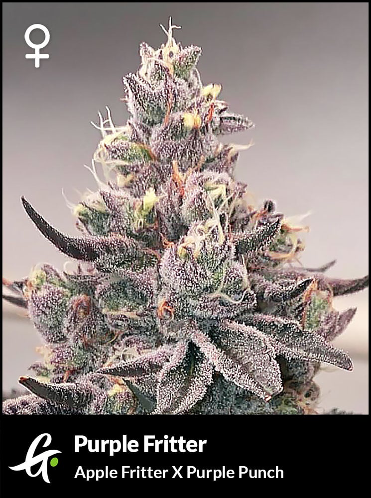 Flowering Purple Fritter Strain by Greenpoint Seeds