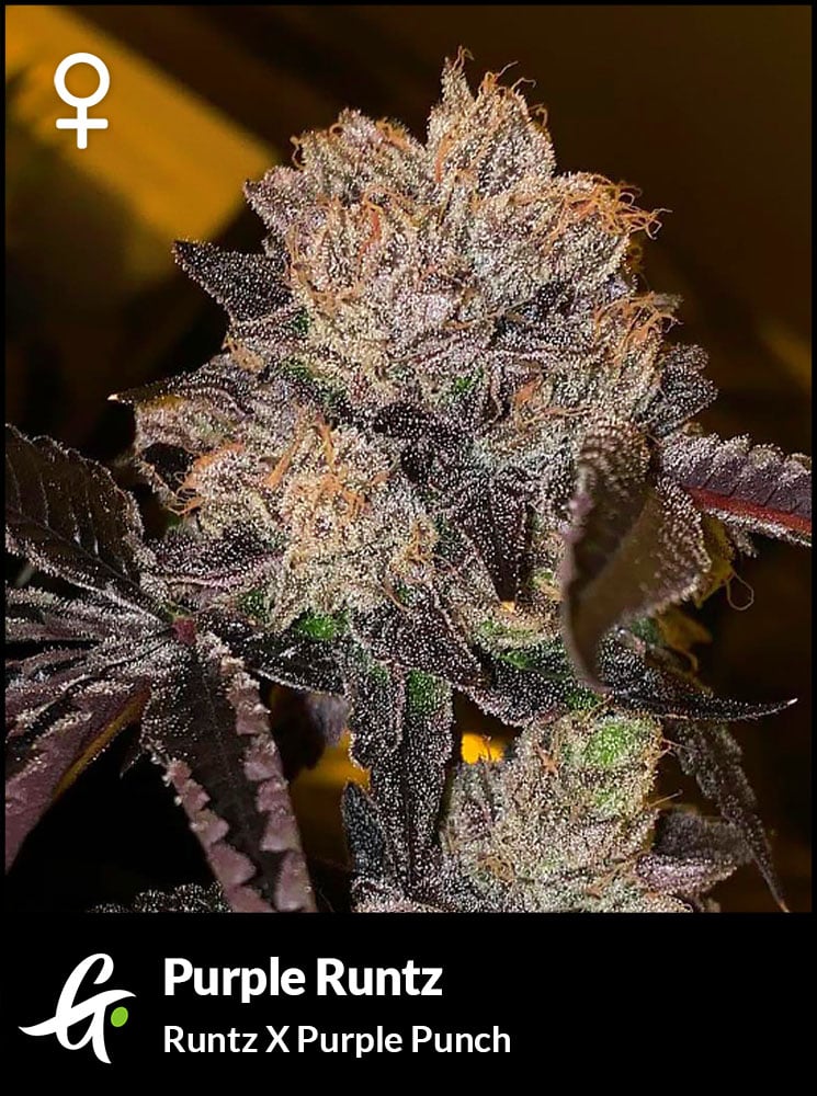 Purple Runtz
