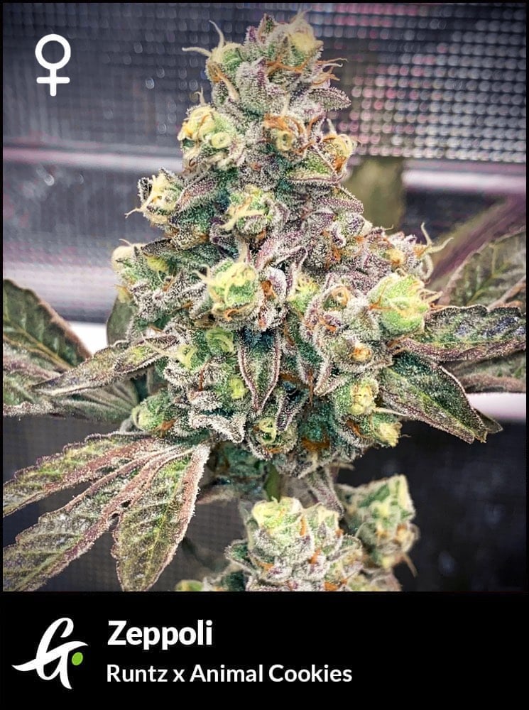 Flowering Zeppoli strain by Greenpoint Seeds