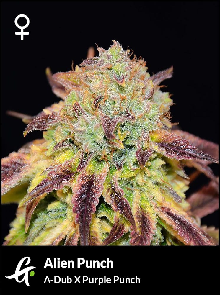 Alien Punch