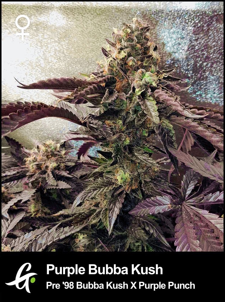 Purple Bubba Kush