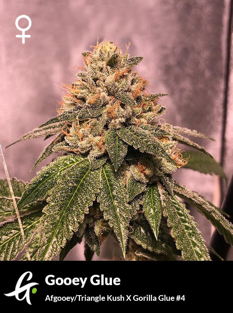 Gooey Glue