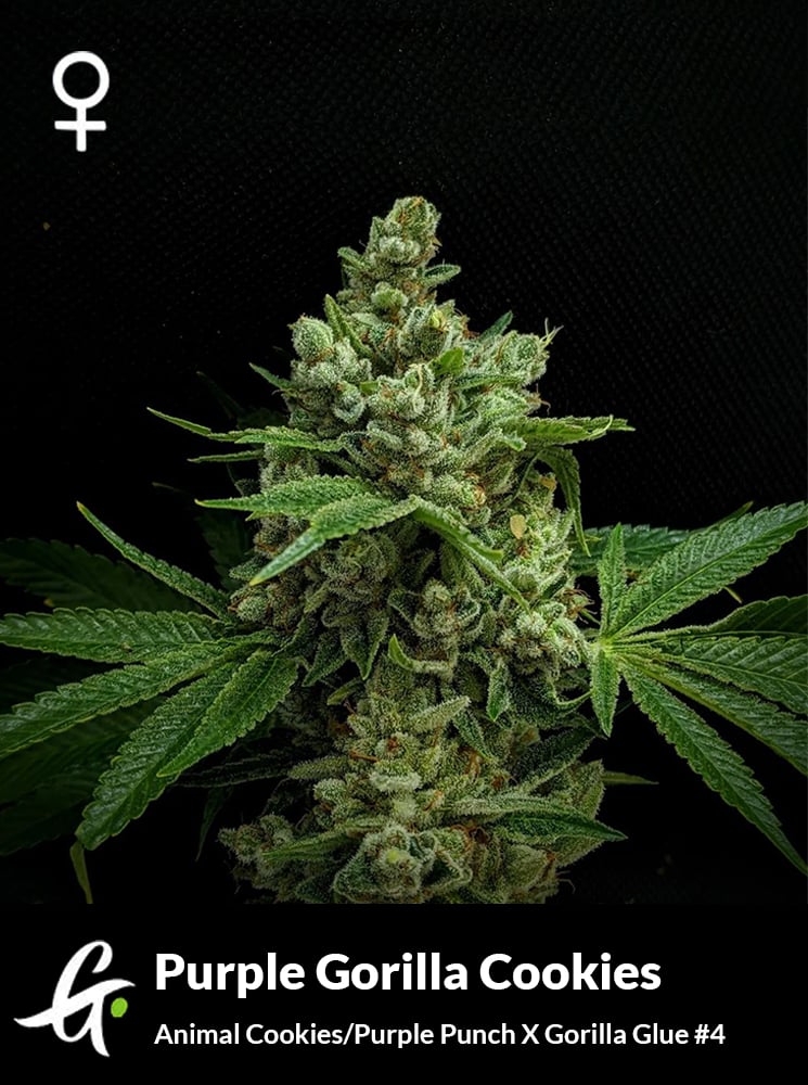 Purple Gorilla Cookies