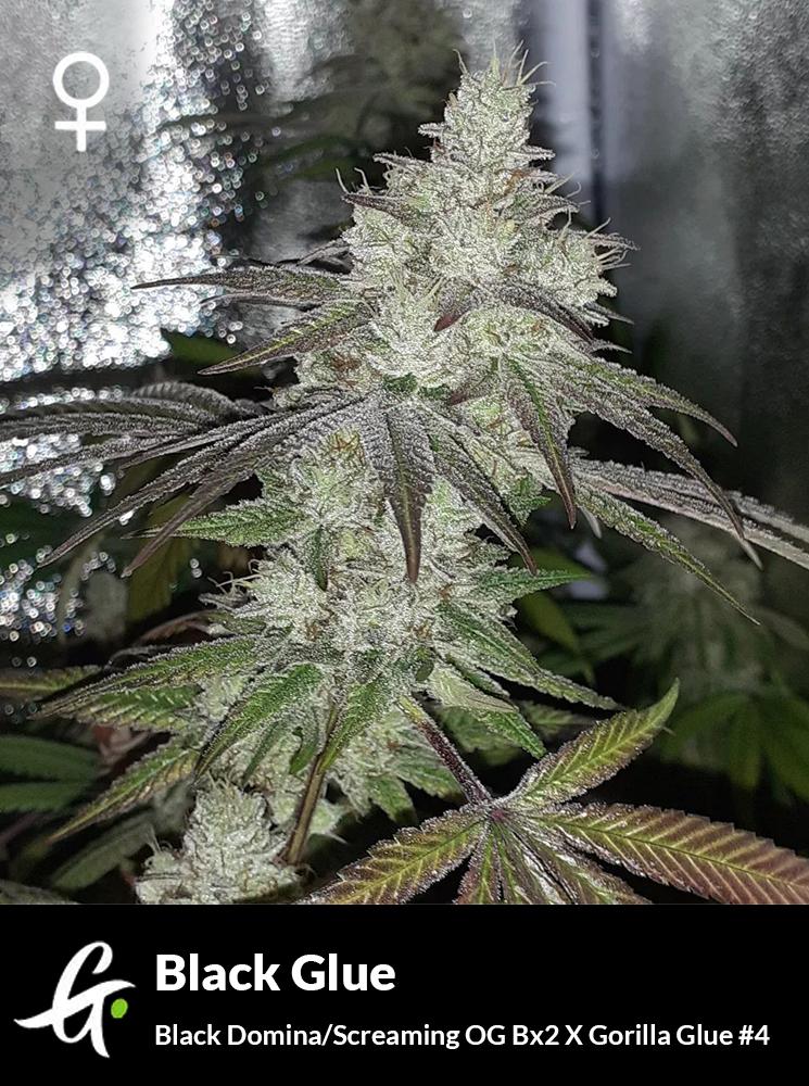 Black Glue
