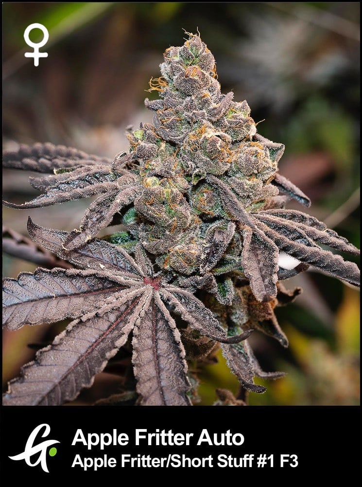 Apple Fritter Auto