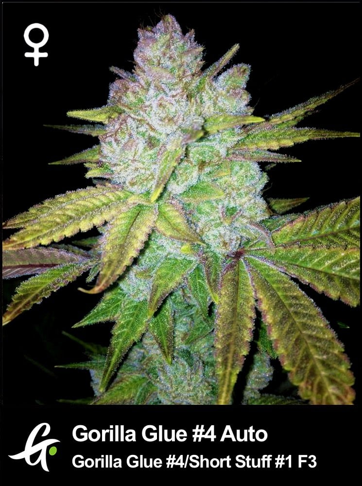 Gorilla Glue #4 Auto