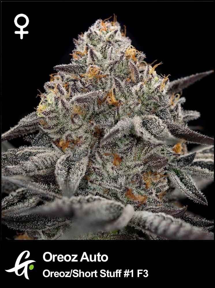 Oreoz Auto