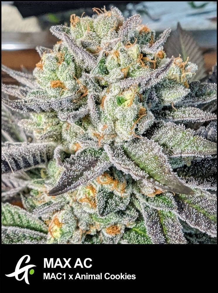 Close-up of MAX AC cannabis strain by Greenpoint Seeds, showcasing dense buds with vibrant orange pistils and a thick coating of trichomes.