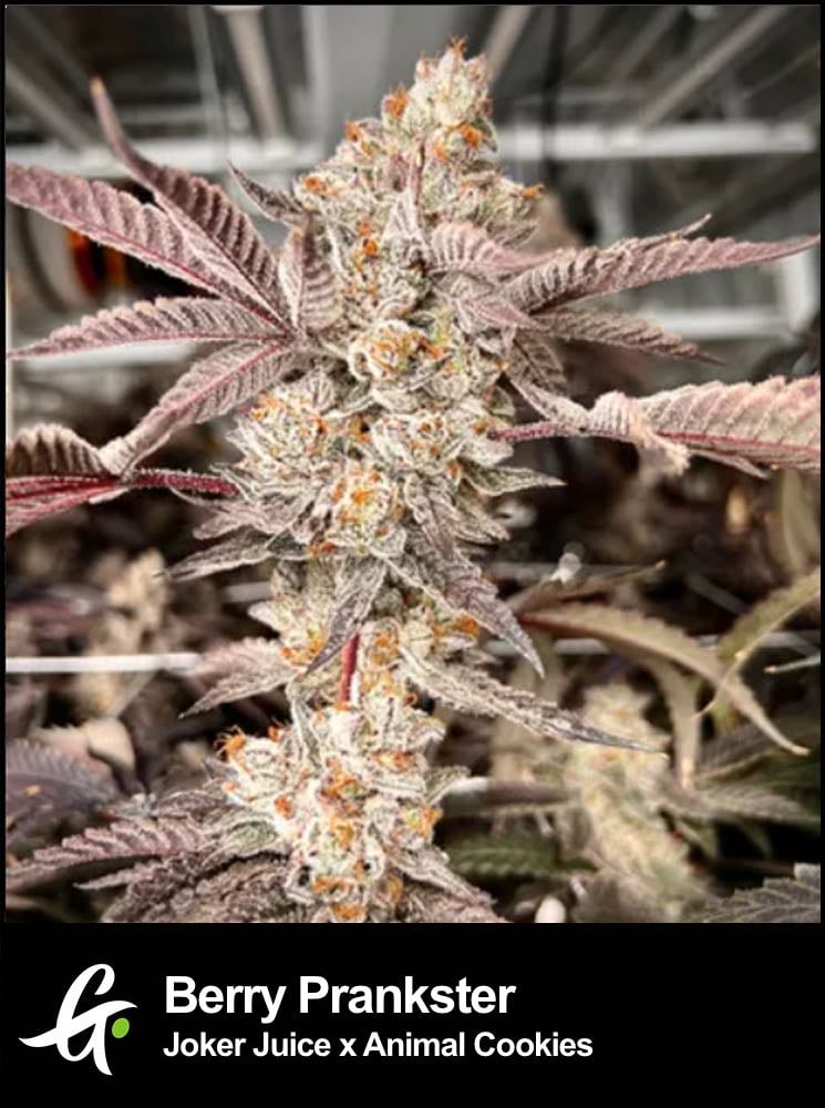 Vibrant Berry Prankster buds