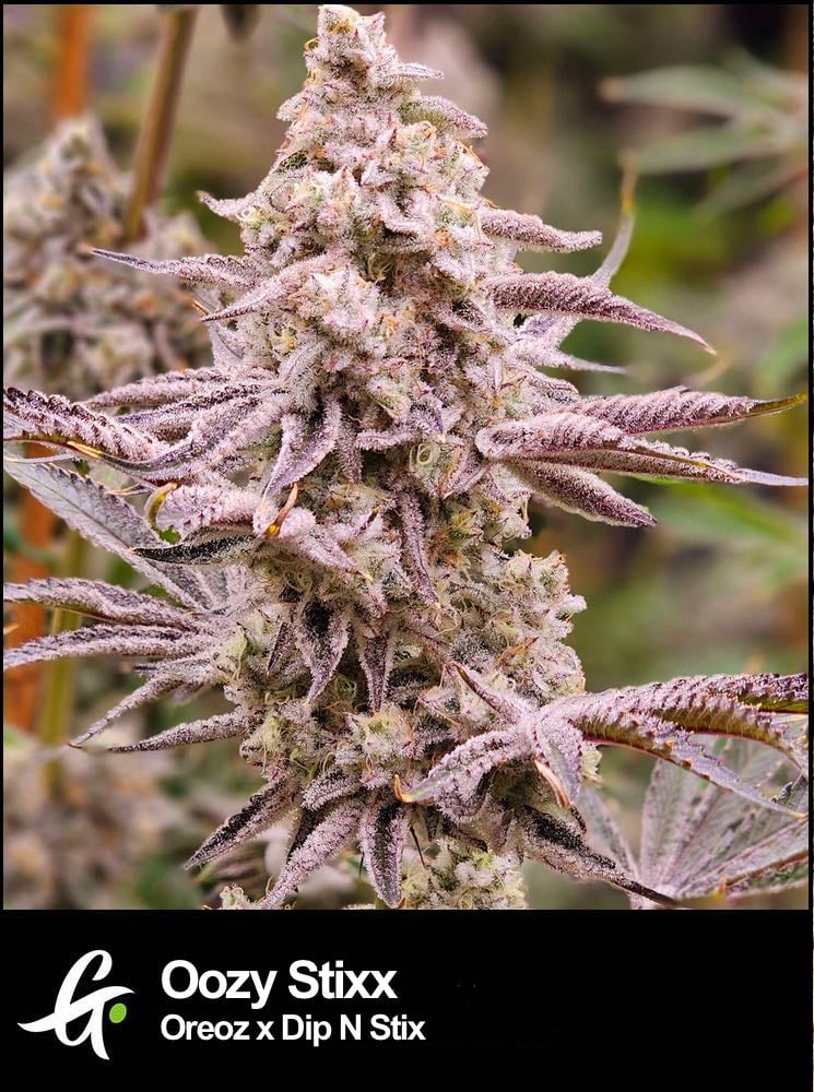 Flowering picture of Oozy Stixx cannabis strain