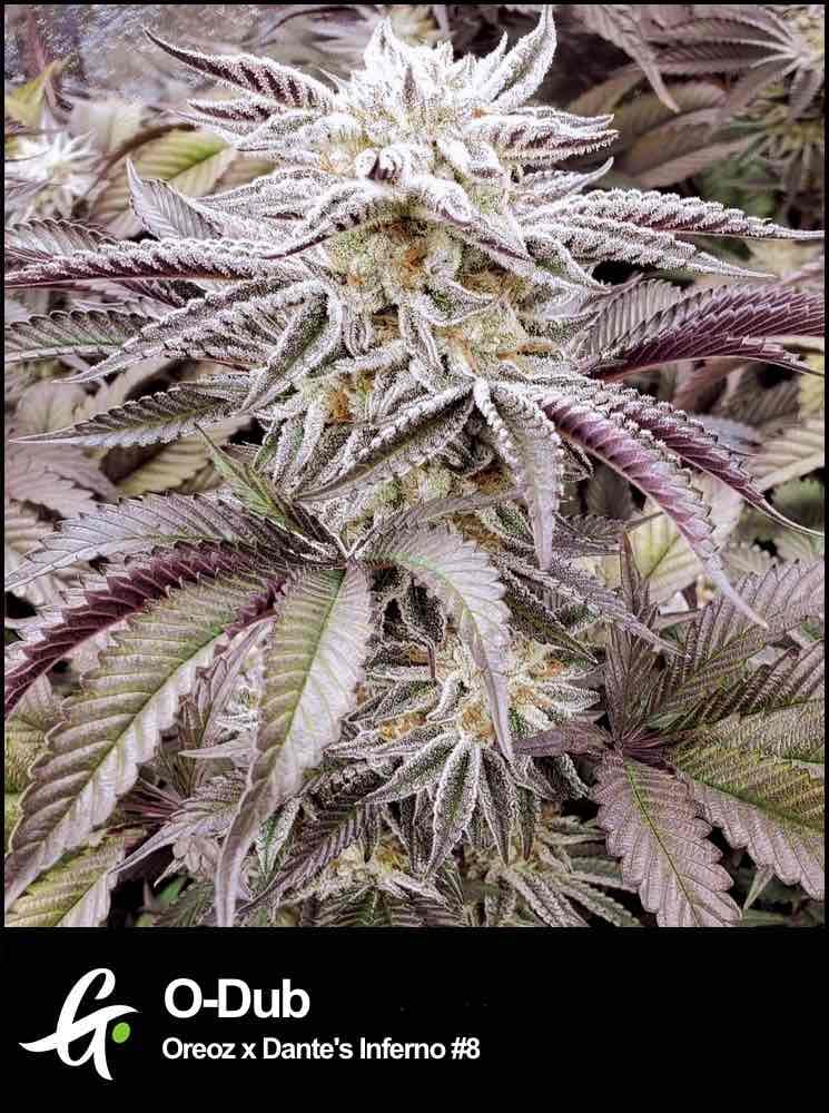 Close-up of O-Dub cannabis plant with vibrant colors, resin-coated buds, and bright orange pistils