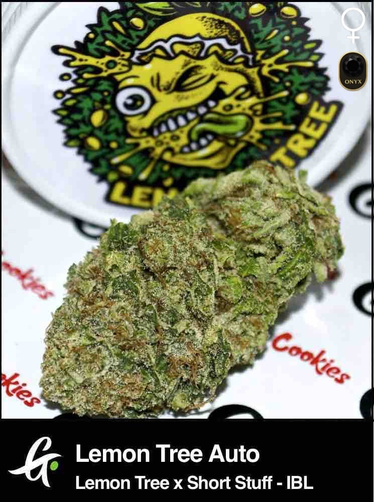 Lemon Tree Auto