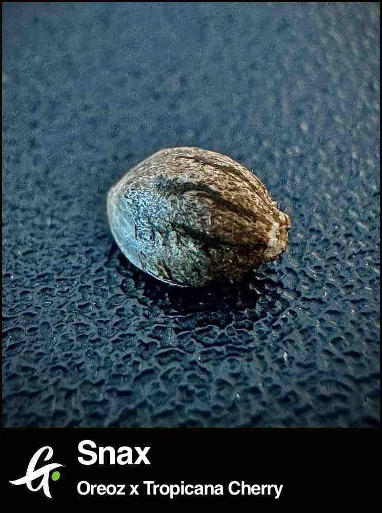 Snax strain by greenpoint seeds