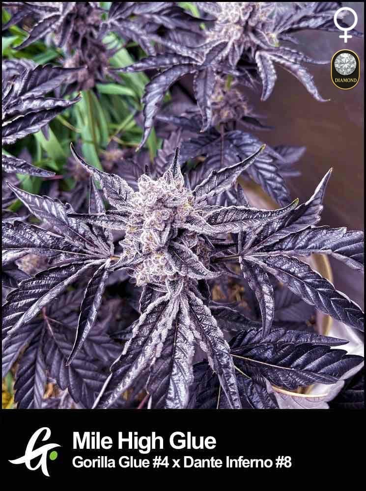 Mile High Glue