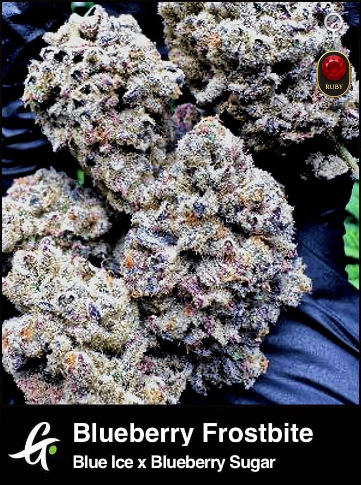 Blueberry Frostbite