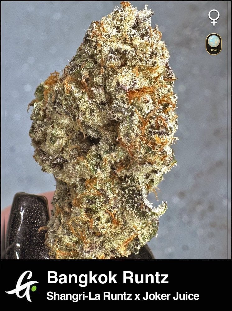 Bangkok Runtz-Strain-by-Greenpoint-Seeds